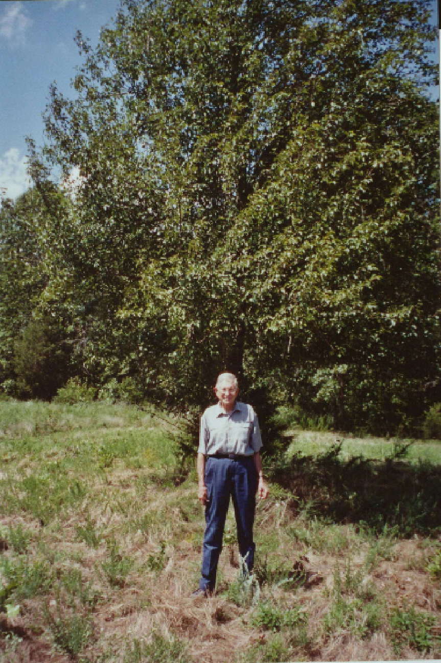 Wild pear tree on Viictor's farm